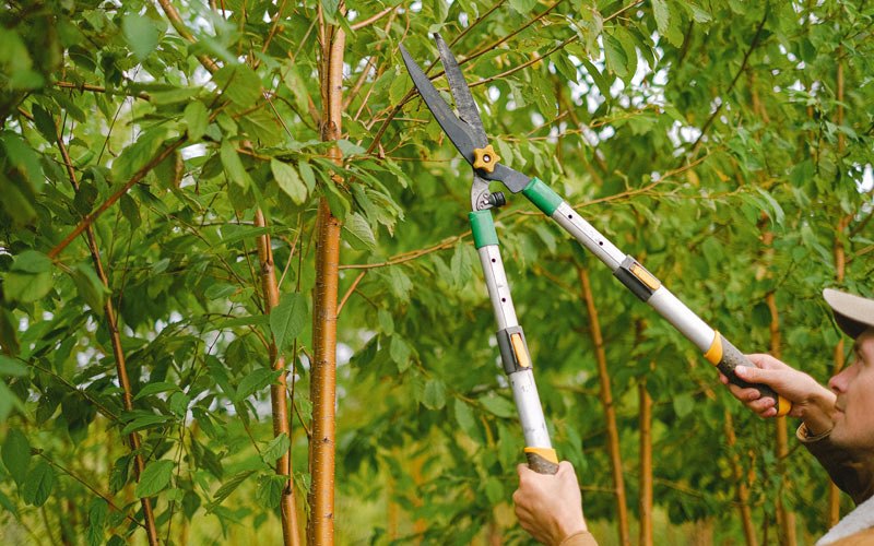 Tree trimming in South Heart, ND