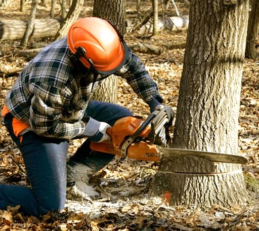 Tree Removal in South Heart, ND